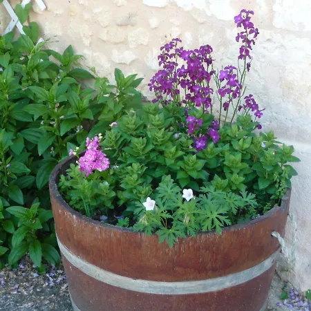 Bed and Breakfast Les Tuileries Ponteyraud
