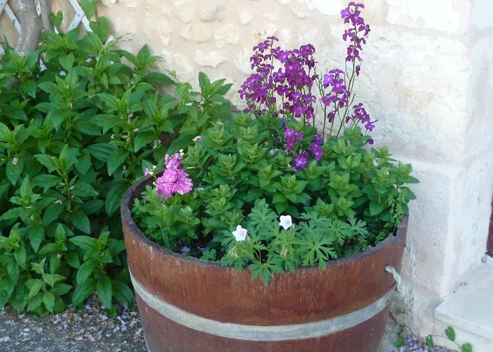 Bed & Breakfast Les Tuileries Ponteyraud